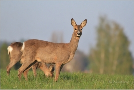 <p>SRNEC OBECNÝ (Capreolus capreolus) Šluknovsko - Jiříkov (European roe deer / Reh</p>
